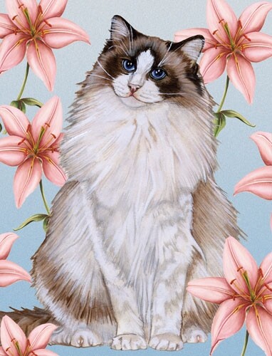 Ragdoll Cat Blank Note Card