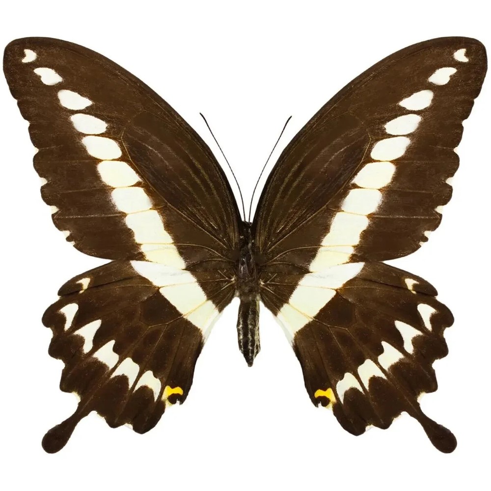 Unmounted papilio gigon