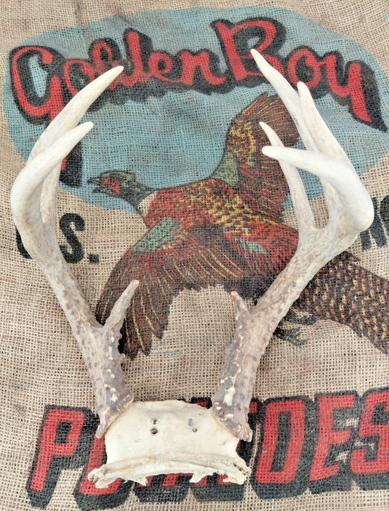 WHITETAIL DEER RACK Nice 5x4