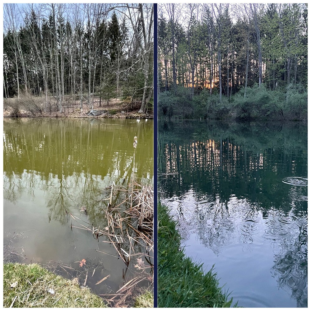 Reflective Black Pond Dye Packets- 80 water soluble packets