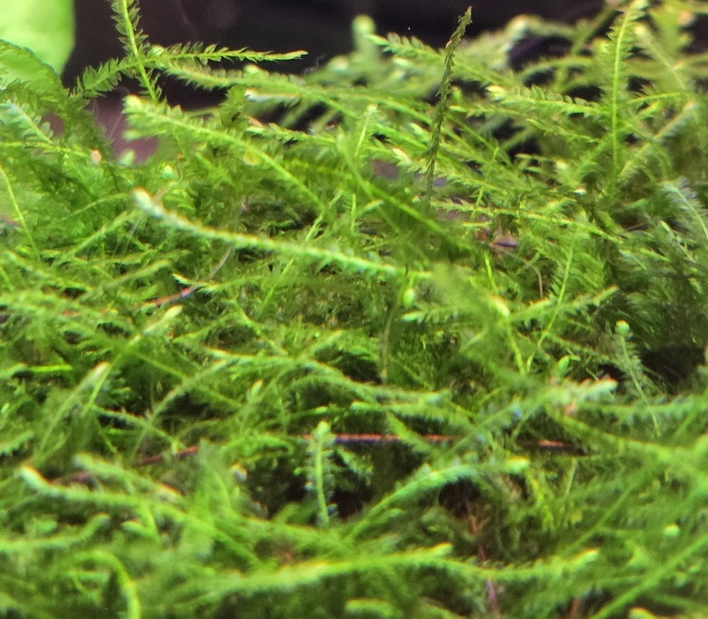 Java Moss Live Aquatic Moss Golfball Sized Portion
