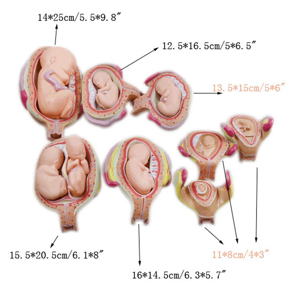 8 Pcs/set PVC Human Anatomical Embryonic Development Process Teaching Model