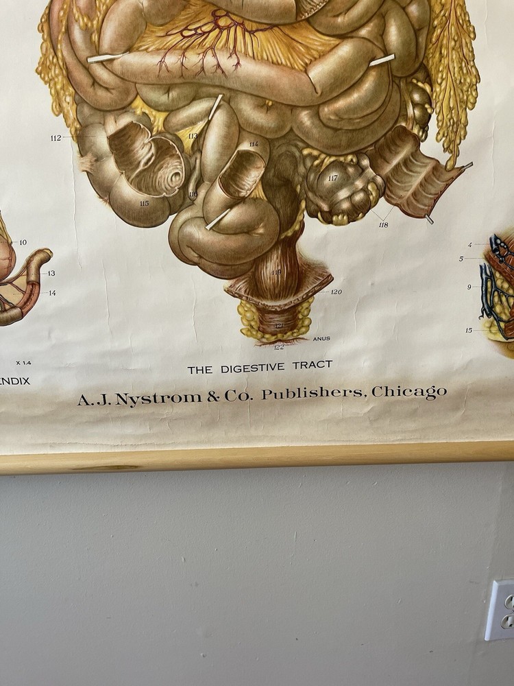Vintage Frohse American Anatomical Pull Down Wall Chart Digestive System