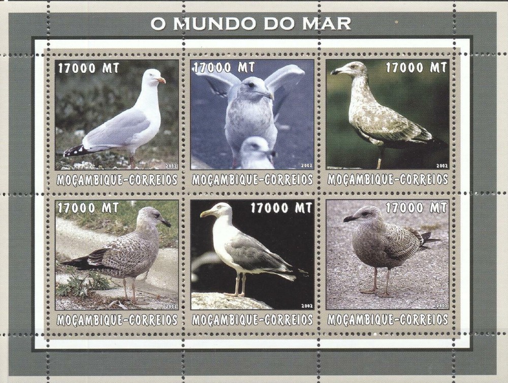 (206304) Birds, Mozambique