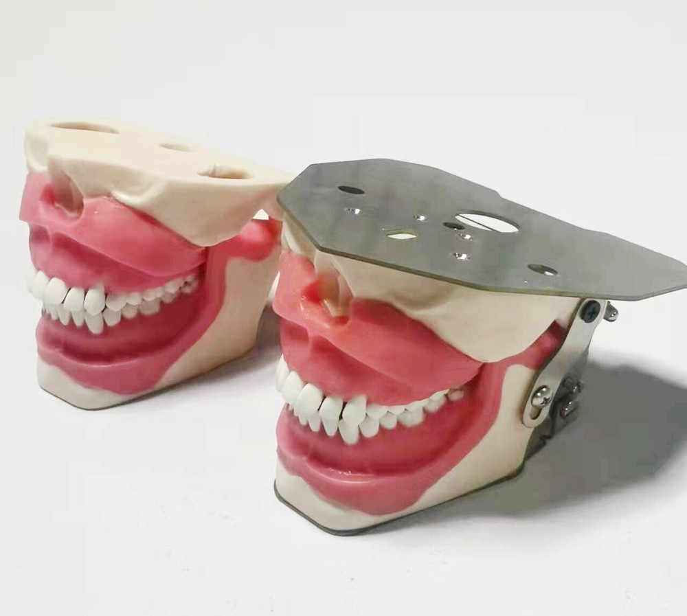 Dental Anesthesia Tooth Extraction/Removal Practice Model Dentist Training