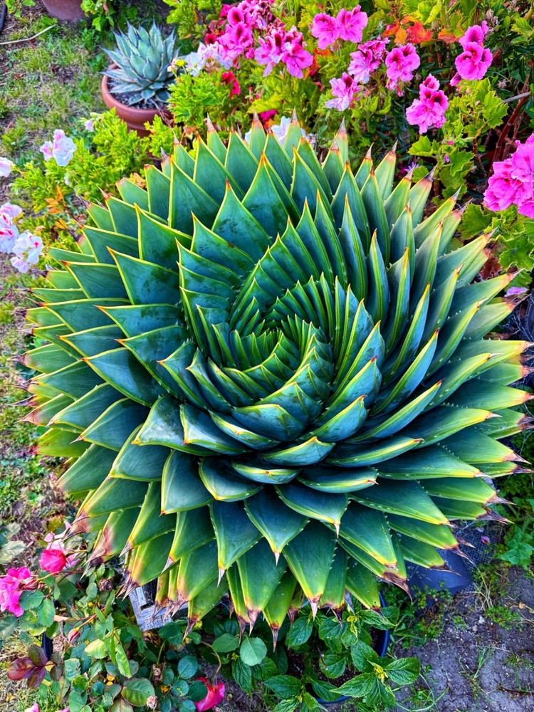 Aloe polyphylla Spiral aloe
