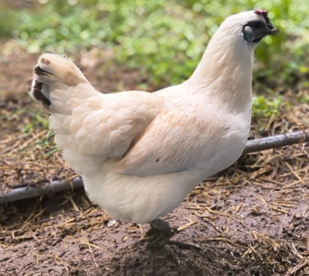 6 Rare Mosaic Hatching Eggs