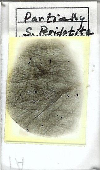 Partially Serpentinized Peridotite Petrographic Microscope Slide (1A)