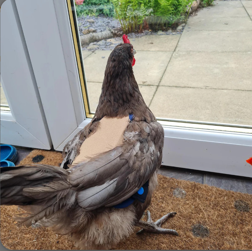 CHICKEN SADDLE | Rot, Spur, Water Resistant| Adjustable Snaps | Basic/ Fleece