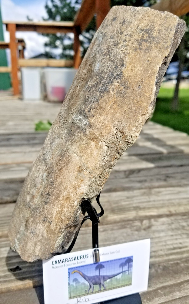 Camarasaurus Rib Section Fossil Dinosaur Specimen Jurassic Morrison Form Display