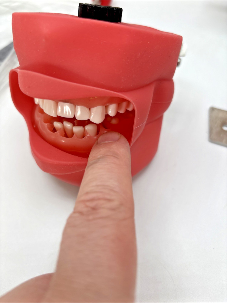 Dental Training Manikin with removeable teeth. MISSING 2 TEETH. Open Box SAVE 💲