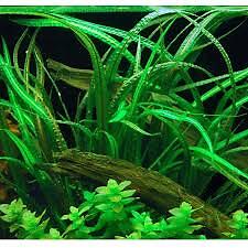 Cryptocoryne Crypt Balansae Large