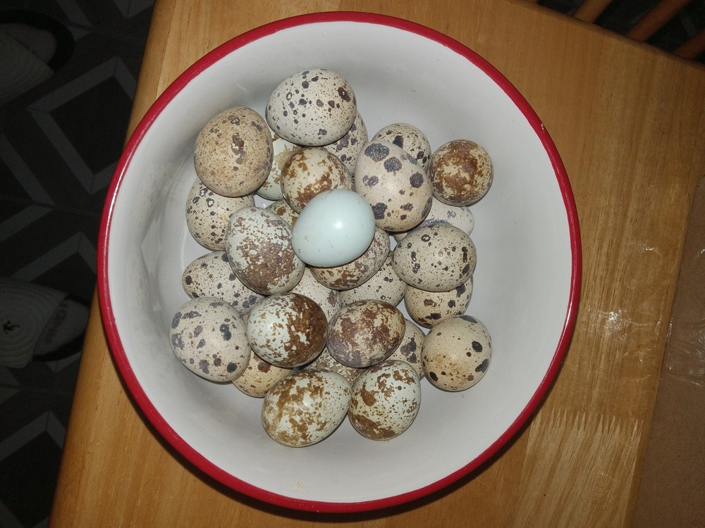 15+ assorted common Coturnix and Celadon mix quail eggs