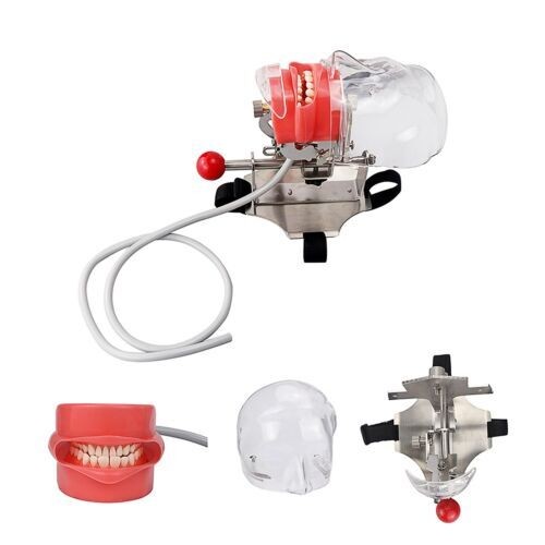 Dental Materials Oral Preparation Model Instruments Tools Simulation Head Molds