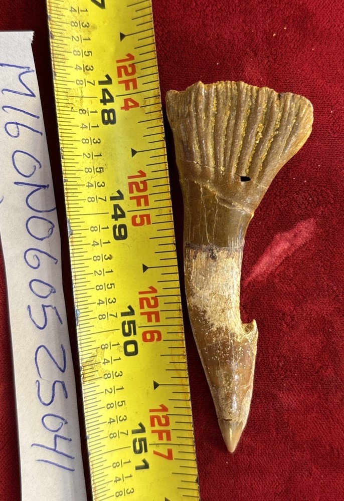 Dinosaur fossil tooth extinct onchopristis Cretaceous 3 1/8”
