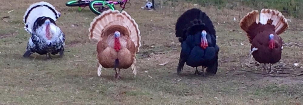Fertilized Hatching Turkey Eggs - Barnyard Mix of 6