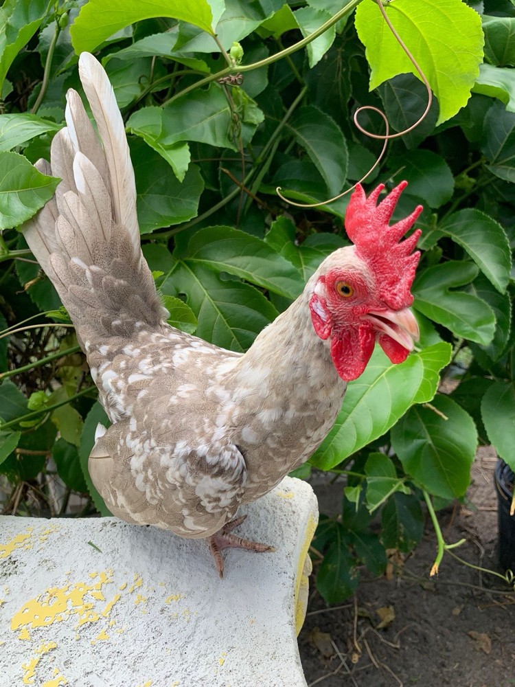 4 Kikirikis Hatching Eggs