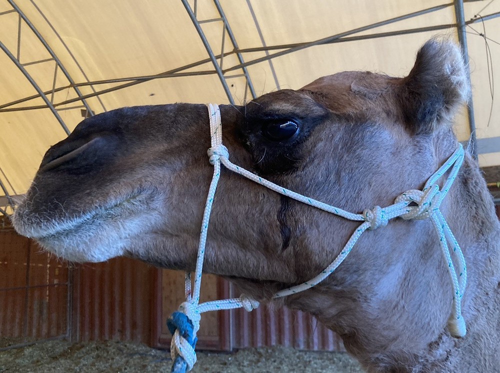 Camel Rope Halter, size Average Camel🐪, Strong Rope