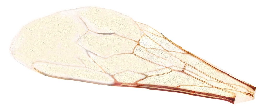 Bee Wing; Whole-mount