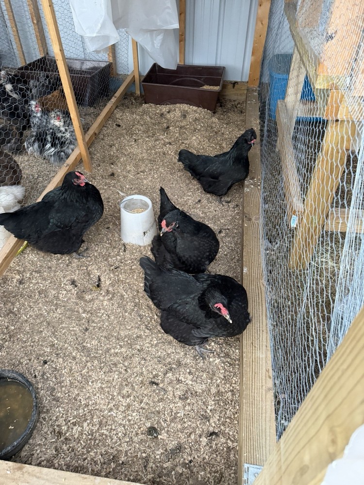 Chicken Hatching Eggs mixed breeds- 12+