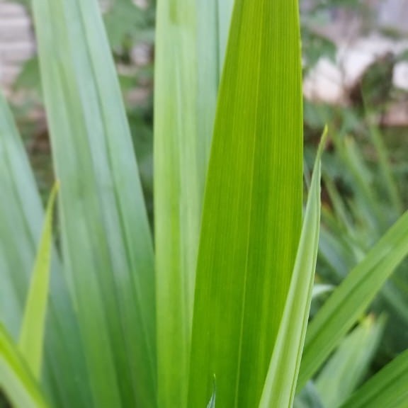 pandan leaves