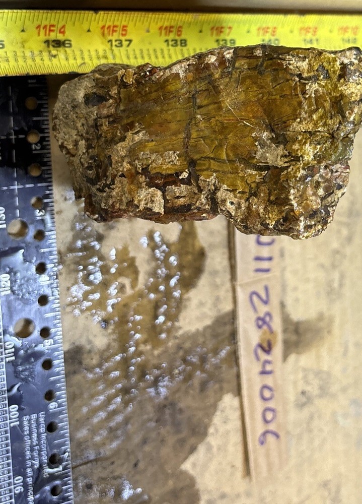 petrified wood Full Round