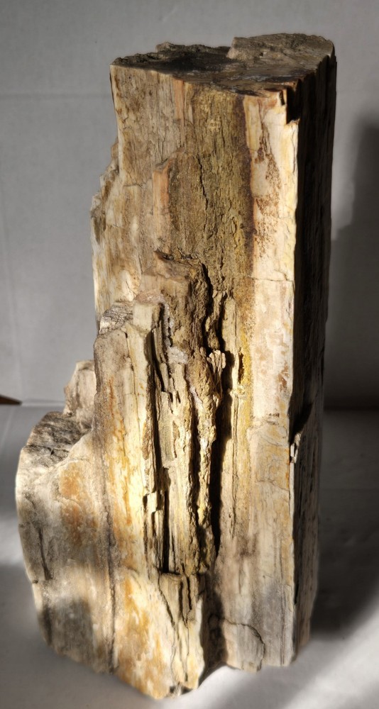 Petrified Wood
