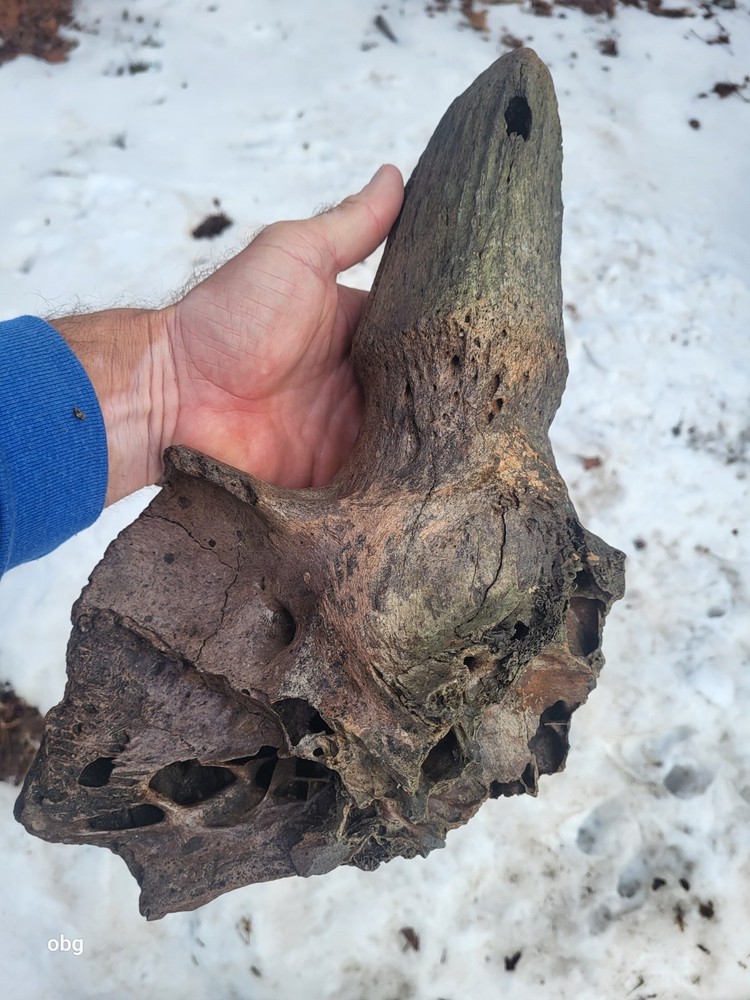 Historic Bison Horn Core Partial Skull river find
