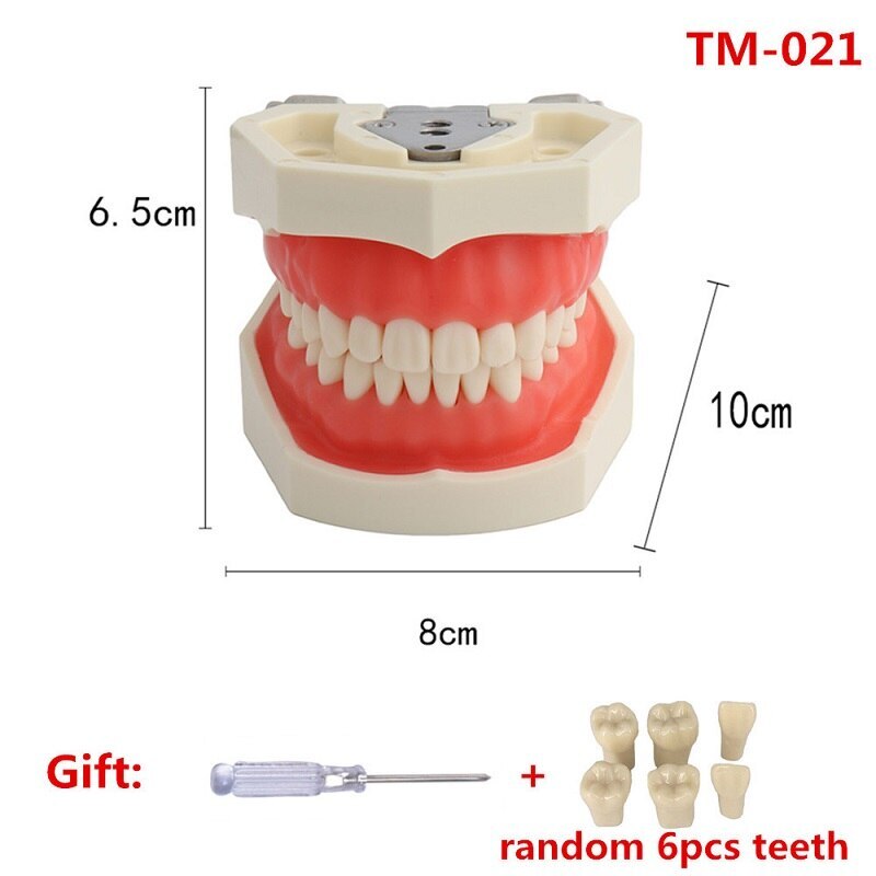 Dental Teeth Model For Dental Practice Training Study Model With Removable Tooth