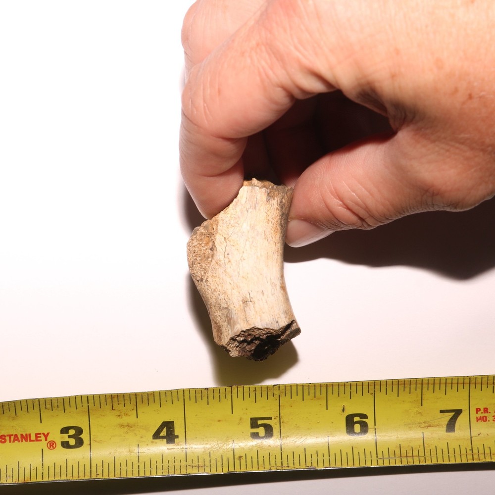 Dinosaur Bone Fossil - Hell Creek Formation - Cretaceous