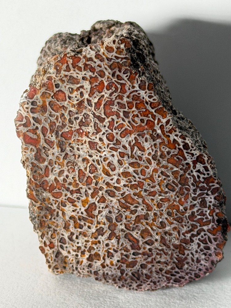 Dinosaur Gem Bone Polished Fossil Display