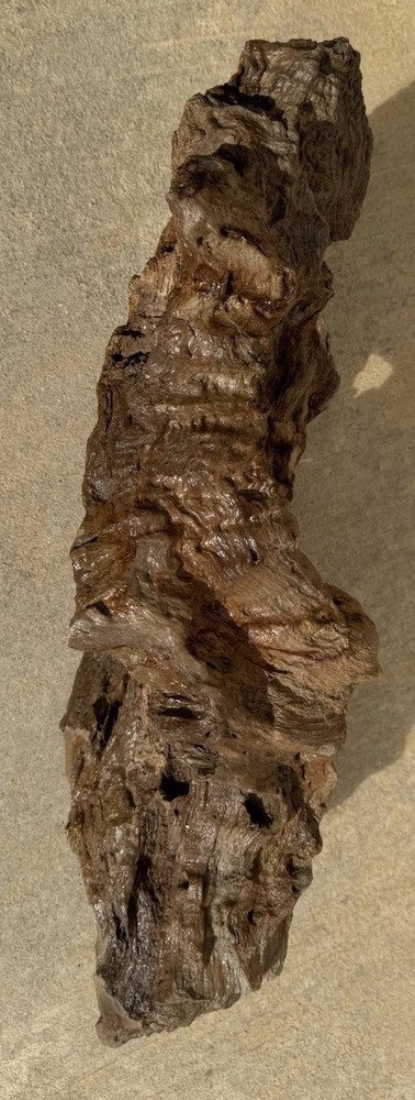 PETRIFIED LOG Large Piece.