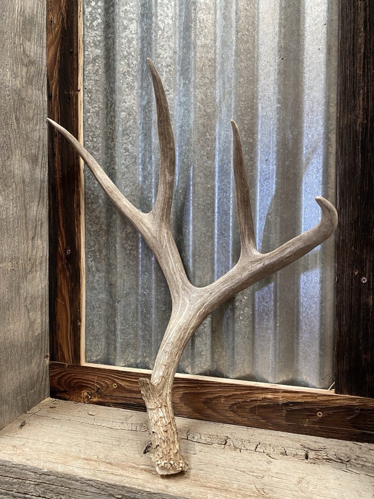 Decor Mule Deer Shed ~ Antler