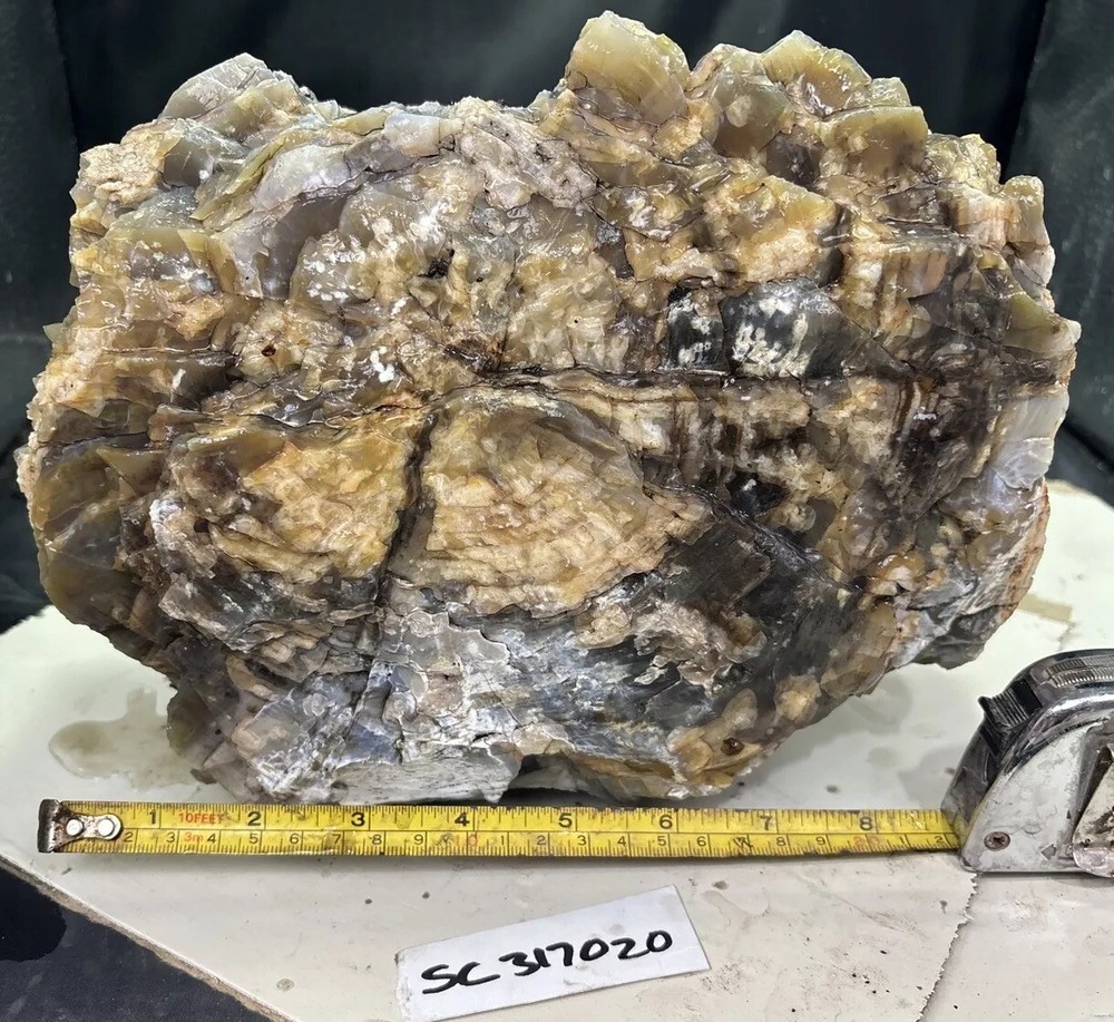 Silver Creek Junction petrified wood