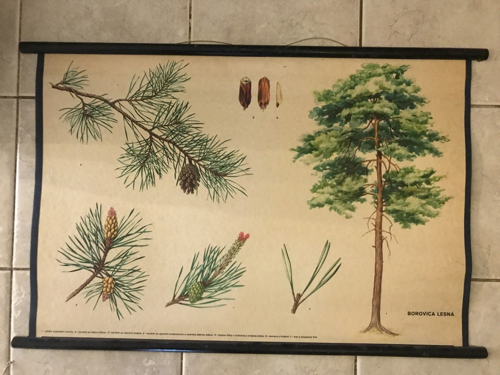 Original botanical school chart of Scots pine
