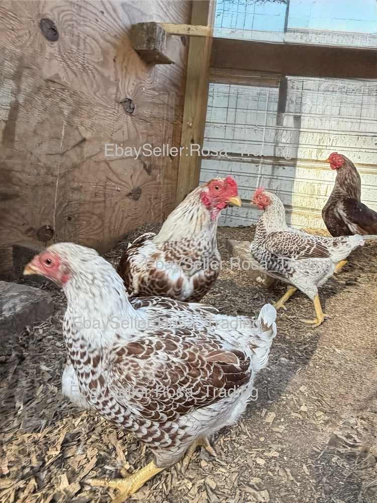Red white Laced Cornish Bantam Hatching Eggs 10 Pcs