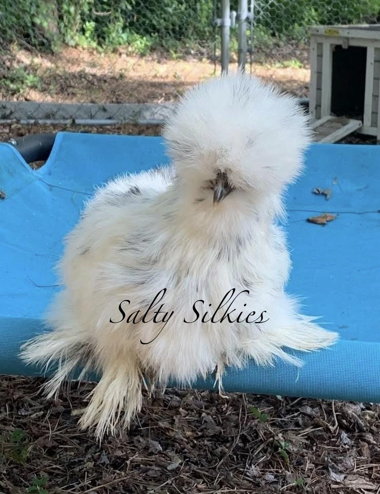 Silkie Chicken Hatching Eggs 6+