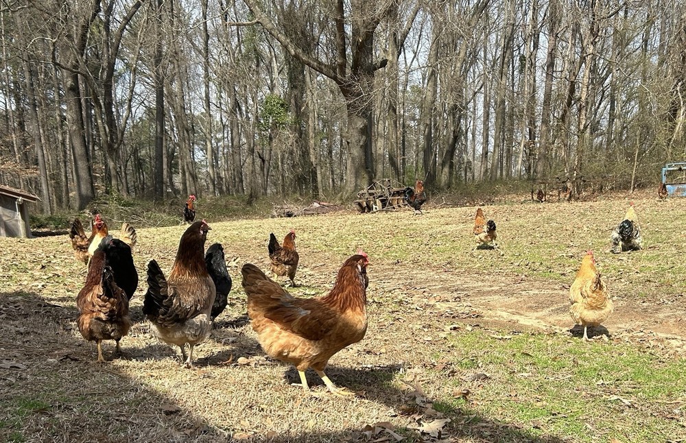 BYM Large Fowl Dozen Hatching Eggs