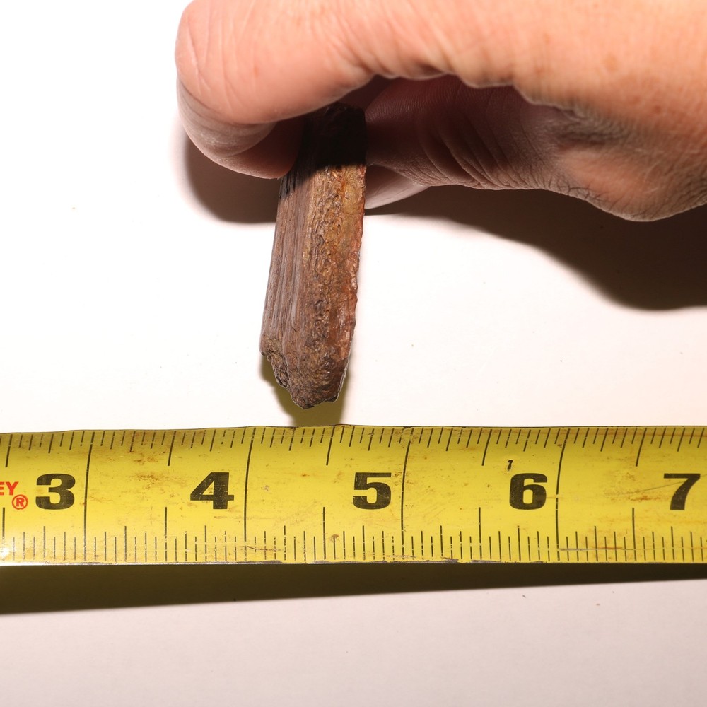 Nice TURTLE SHELL Piece - Dinosaur Age Fossil - CRETACEOUS Hell Creek Formation