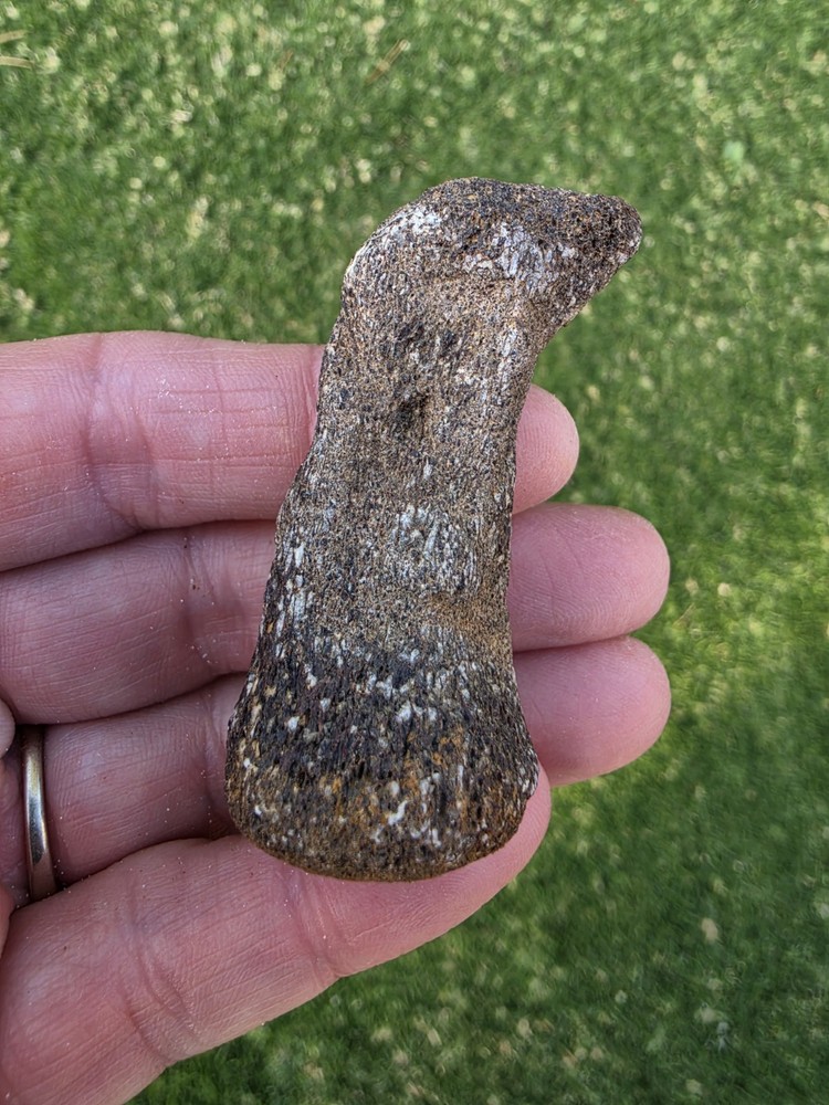 Partially Digested Mosasaur Thoracic Vertebrae TX Fossil Mosasaurus