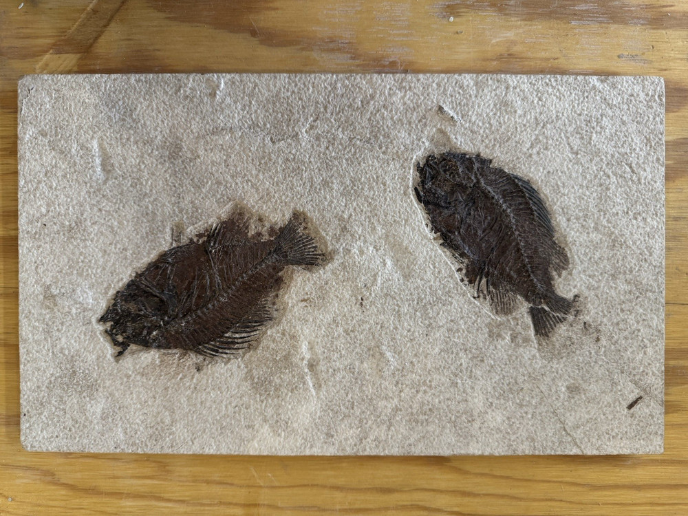 Priscacaras from Kemmerer, WY