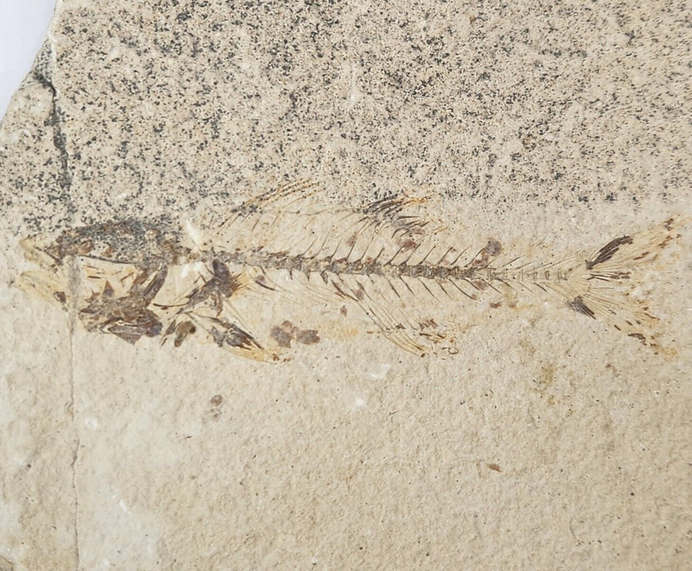 Knightia eocaena Fossil Fish - Green River Fm. - Split Fish Layer - WY