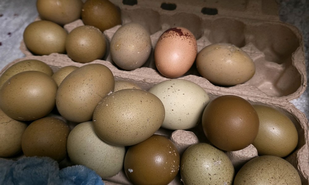 6+ F4 Generation Olive Hatching Eggs – BCM 2nd Gen Breed Back/ Silverrudd Splash