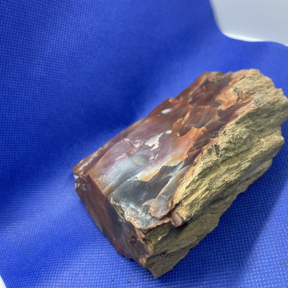 petrified wood slab
