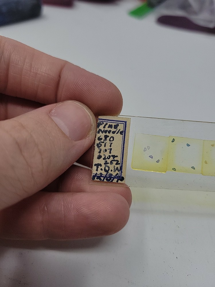 Vintage Microscope Slide 1940