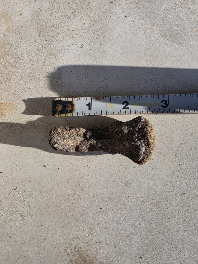 Partially Digested Mosasaur Thoracic Vertebrae TX Fossil Mosasaurus