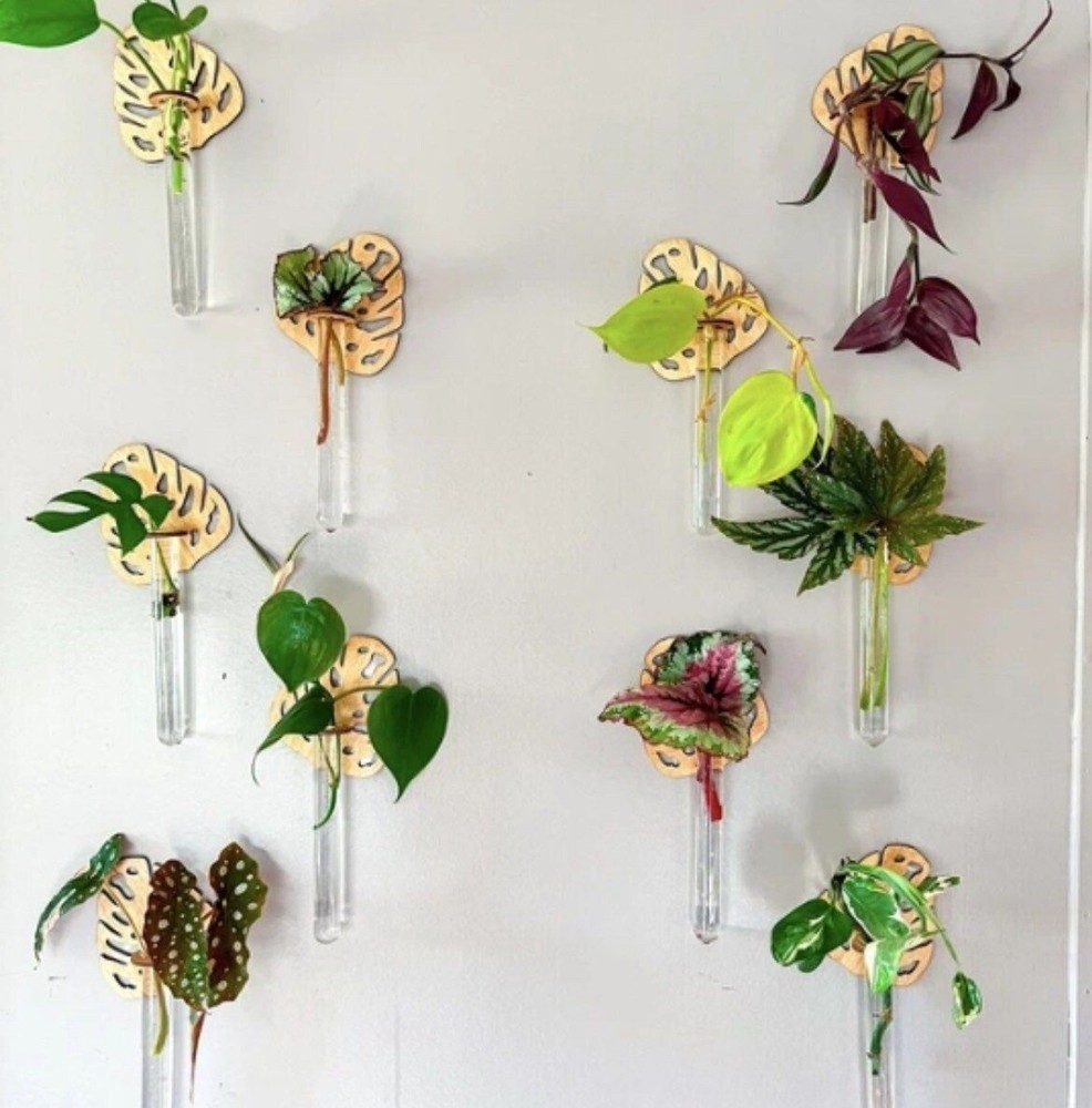 Test Tube Monstera Propagation Wall Deco
