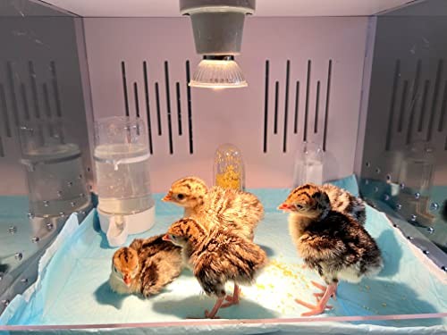 Chick Brooder Brooder Box for Chicks Incubator for Chicks