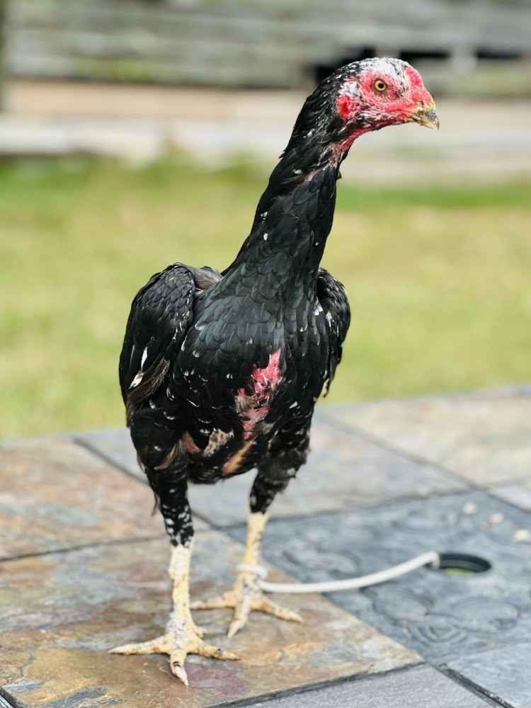 Thai Chicken Hatching eggs