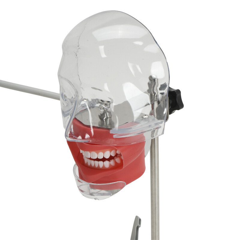 Dental Simulator Manikin Phantom Head Teeth Model Bench Mount Teaching Model